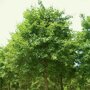 Colchische esdoorn (Acer cappadocicum 'Rubrum')